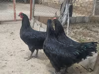አውስትራሎርፕ — ፎቶ 3