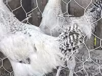 Chickens — تصویر 1