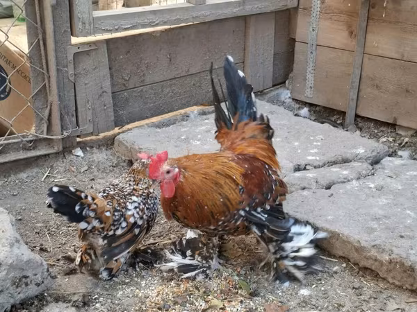Bantam