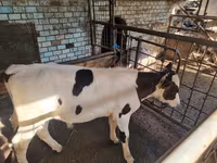 Bò đực, Giống Holstein — ảnh 1
