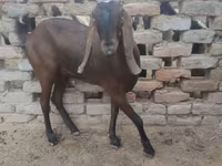 Ziege, Najdi goat — Foto 2
