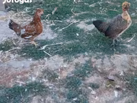 Chickens — عکس 1