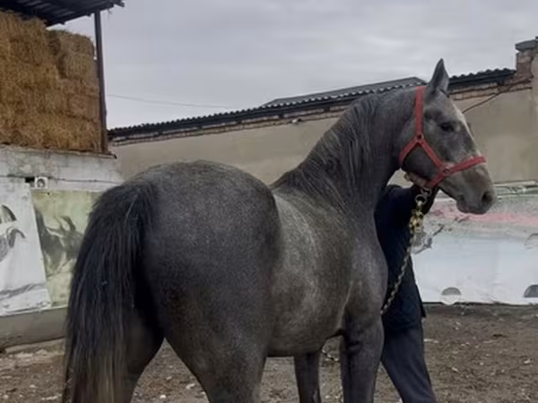 اسب نر, Orlov Trotter