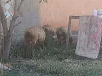 Kambing betina, Sheep — foto 1