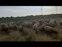 በግ, Sheep — ፎቶ 8