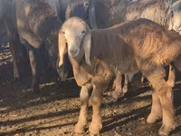 Ovan, Arashan sheep — fotografija 1
