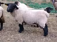 Wad, White Suffolk sheep — sawirka 2