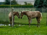 Էգ ձի, Black Sea breed — լուսանկար 4