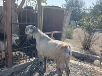 แพะตัวผู้, Damask goat — รูปภาพ 3