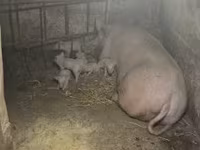 Säue, Крупная белая — Foto 1