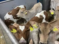 Bydło (partia, płeć nieokreślona), Russian Black pied cattle — zdjęcie 6