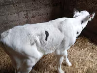 Bull, Holstein breed — photo 2