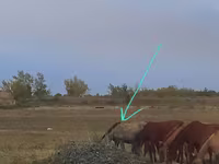 Klisna, Priob horse — foto 2