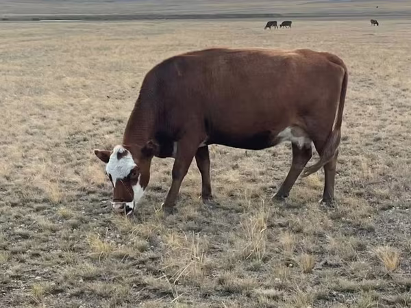 Sapi, Kazakh White-headed cow