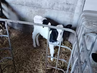 Tyre, Holstein-race — foto 2