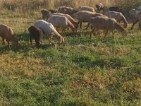 Schaf, Schafe — Foto 4