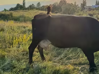Mucca, Bovini — foto 5