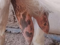 Koza, Saanen goat — foto 5