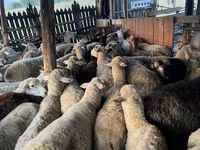 Sheep, Sheep — photo 2