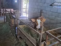 วัวตัวเมีย, Swiss cattle — รูปภาพ 2