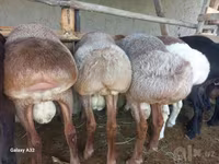 Domba jantan, Sheep — foto 3