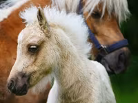 Ngựa (lô, chưa xác định giới tính), Shetland Pony — ảnh 6
