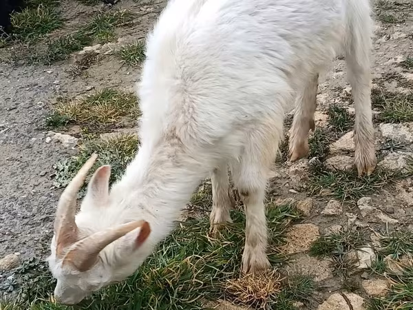 بز (گروه، جنسیت مشخص نشده), Saanen goat