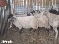 Schaap, Ile-de-France sheep — foto 8