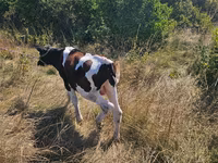 Byk, Simmental cattle — zdjęcie 2