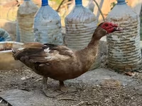 مسکوی خانگی — عکس 5