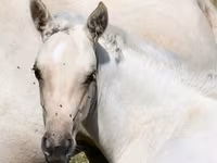 பெண் குதிரை, Quarter Horse — புகைப்படம் 4