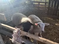 Beran, White Suffolk sheep — foto 3
