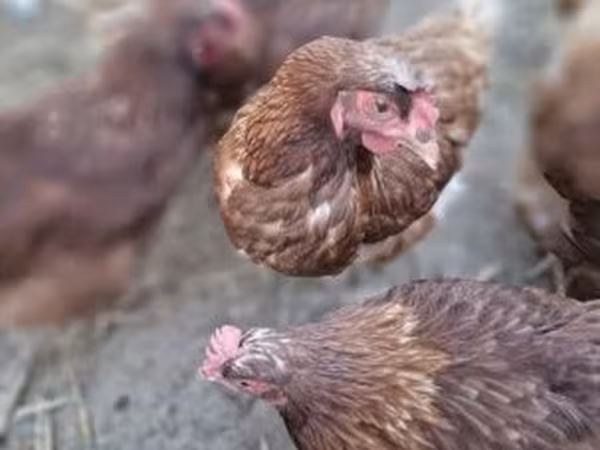 Chickens
