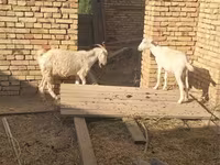 بز نر, بز — عکس 1