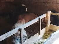 Kambing betina, Sheep — foto 5