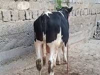 雄牛, Simmental cattle — 写真 7