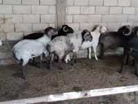قوچ, گوسفند — عکس 3