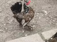 Chickens — عکس 7