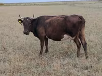 گاو ماده, Ukrainian grey cattle — عکس 3