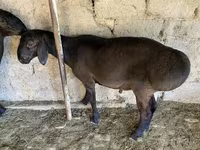 قوچ, گوسفند — عکس 3