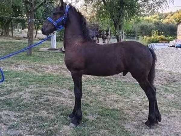 Horse (M), Friesian — Hungary