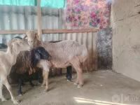 Ovce, Arashan sheep — foto 1