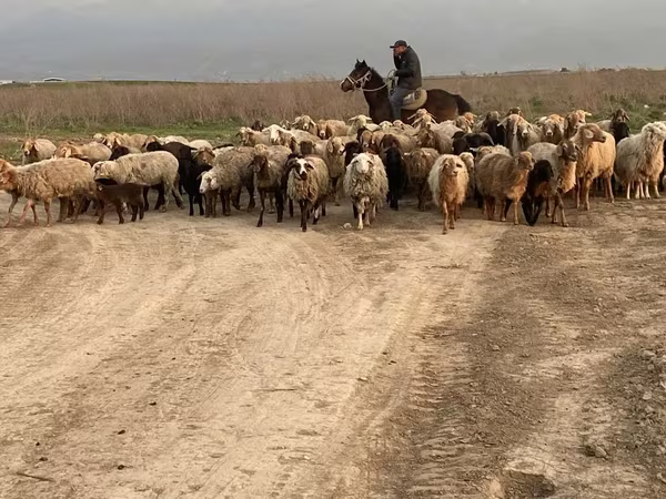 Wad, Sheep