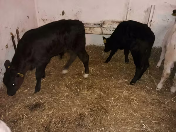 Bull, Aberdeen-Angus