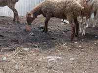 قوچ, گوسفند — عکس 6