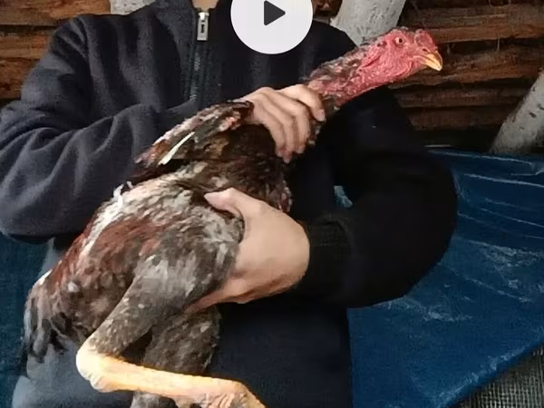 Chickens — Kyrgyzstan