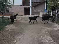 قوچ, گوسفند — عکس 4