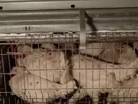 Chickens — عکس 2