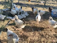 Chickens — zdjęcie 3