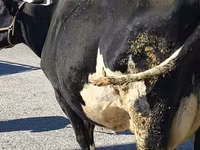 ላም, Holstein breed — ፎቶ 4